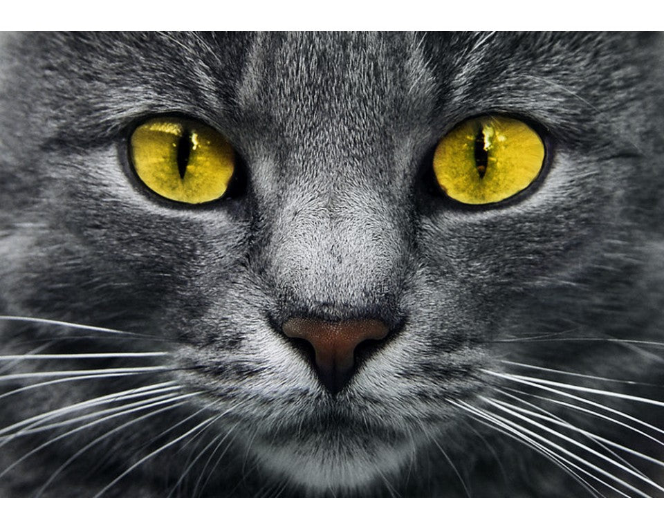 DIAMOND ART KIT - YELLOW EYES