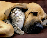 DIAMOND ART KIT - DAYTIME SLEEPING