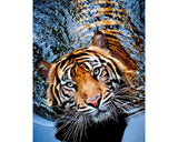 Diamond Art - Tigress