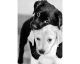 Diamond Art - Black and White Puppies